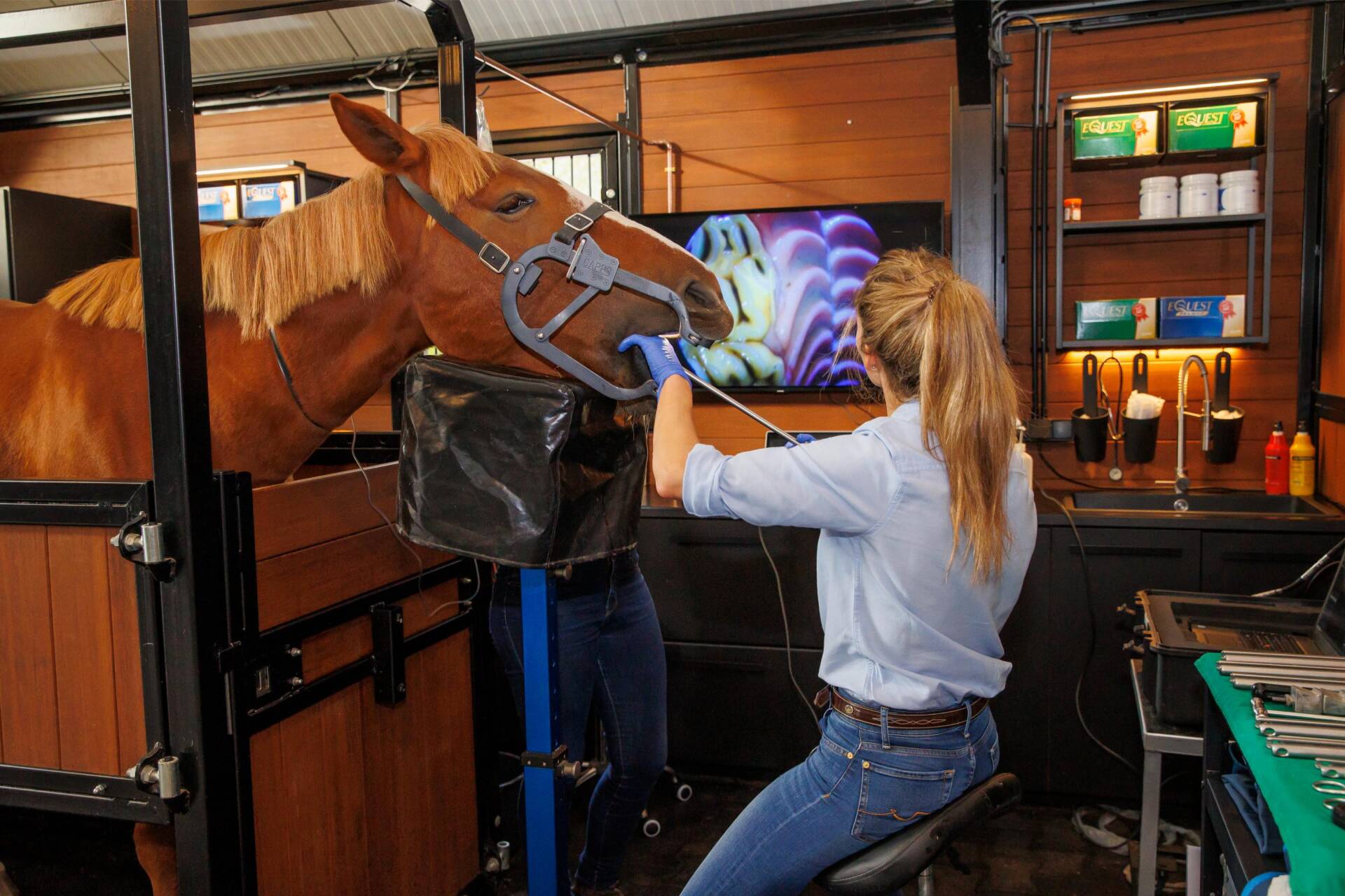 Mondzorg bij een paard door uw paardentandarts